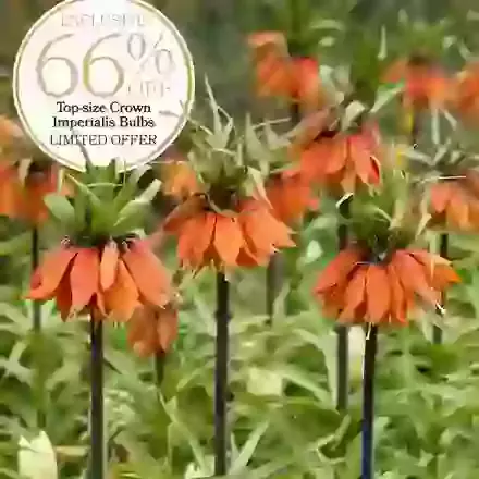 Imperialis Orange Beauty